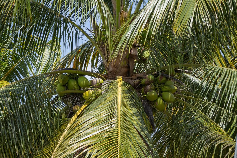 Palm tree fronds swaying against bright blue tropical sky.