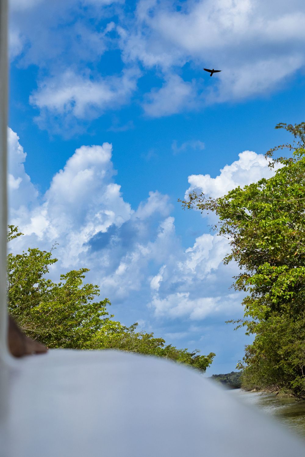 Blue sky with puffy white clouds and green tree foliage visible in a tropical setting.