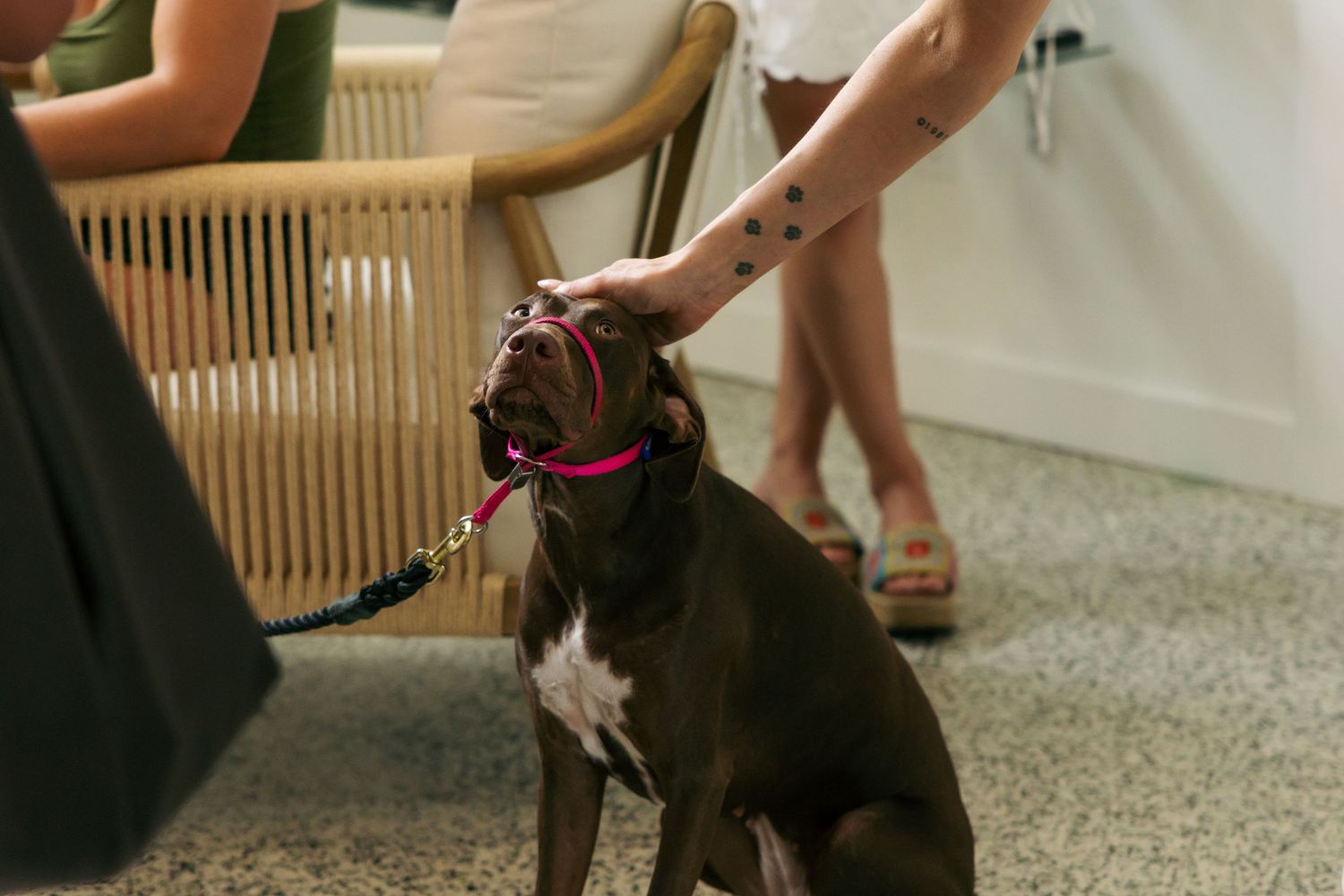 A dog in the center, with a woman's hand reaching down to pet the top of the dogs head. On her wrist she has a tattoo of paw prints.