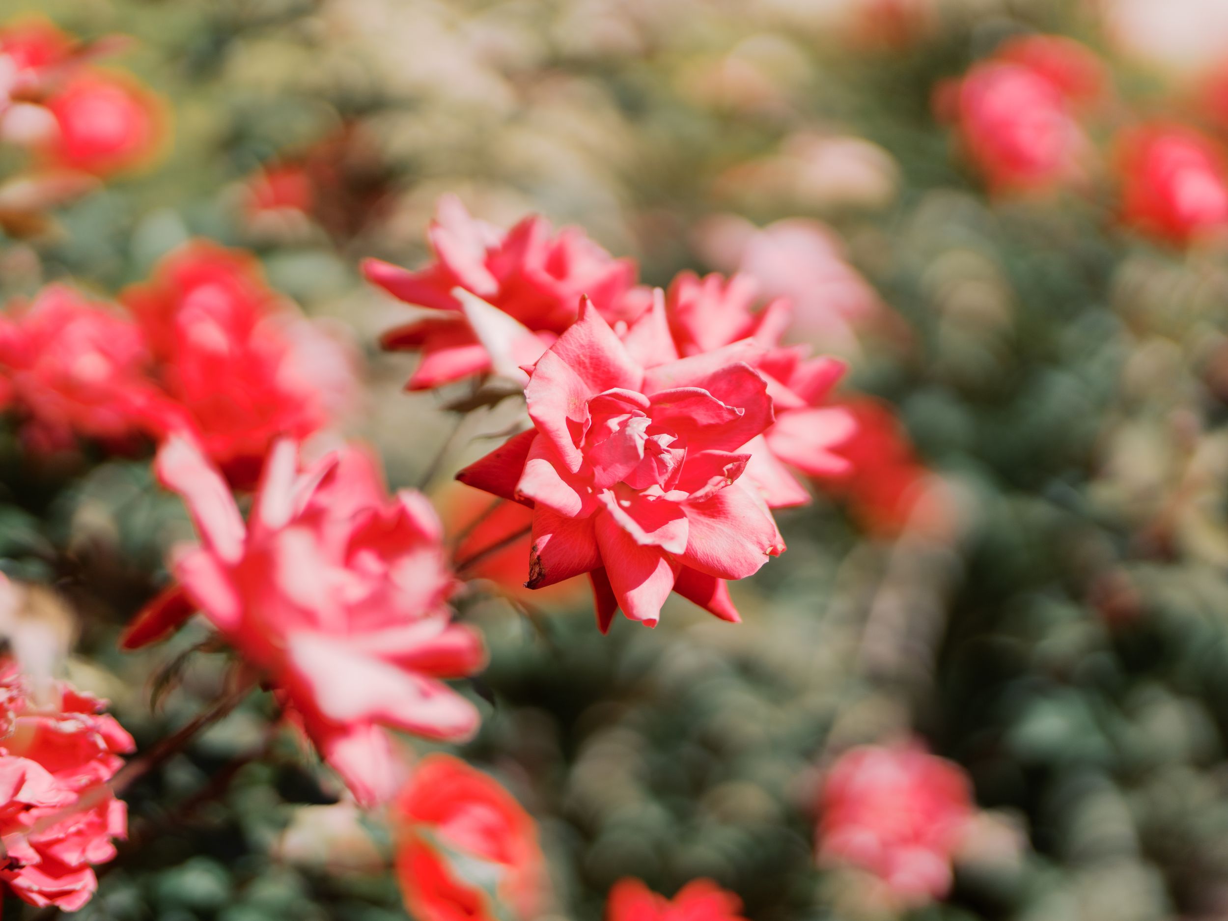 Beautiful pink roses blooming in a lush garden with soft bokeh background effect.