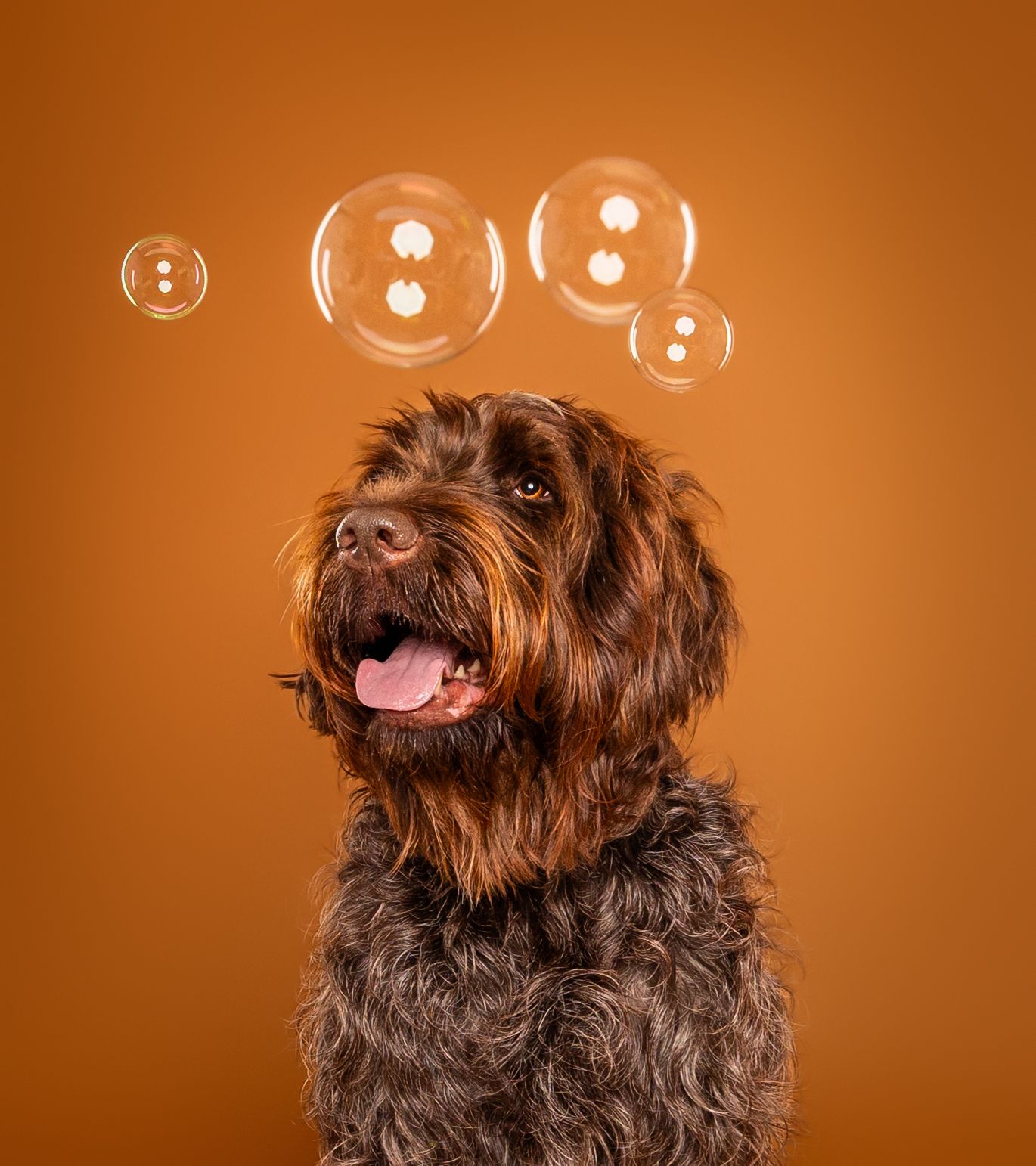 A brown curly-haired dog with a playful expression and tongue out against an orange background.