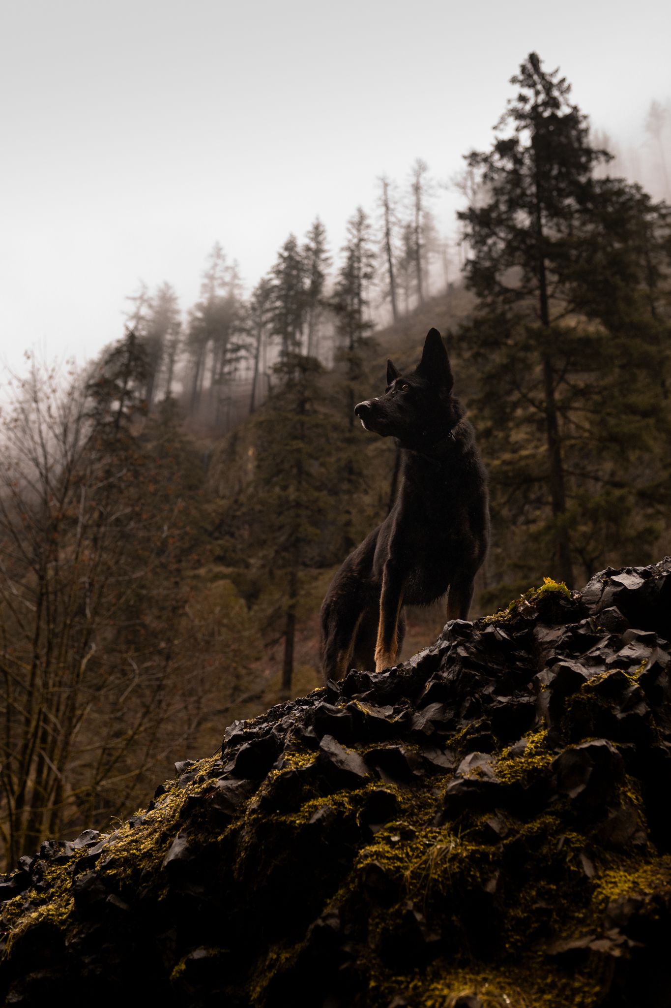 A slim black German shepherd poses in front of pine trees in the Columbia River Gorge area of Northern Oregon.