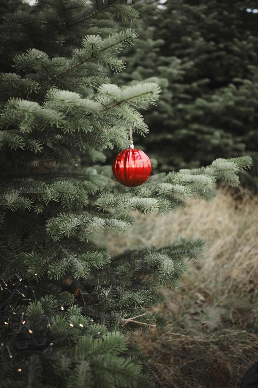 A single red Christmas ornament hangs from a green pine branch against a dark forest background.
