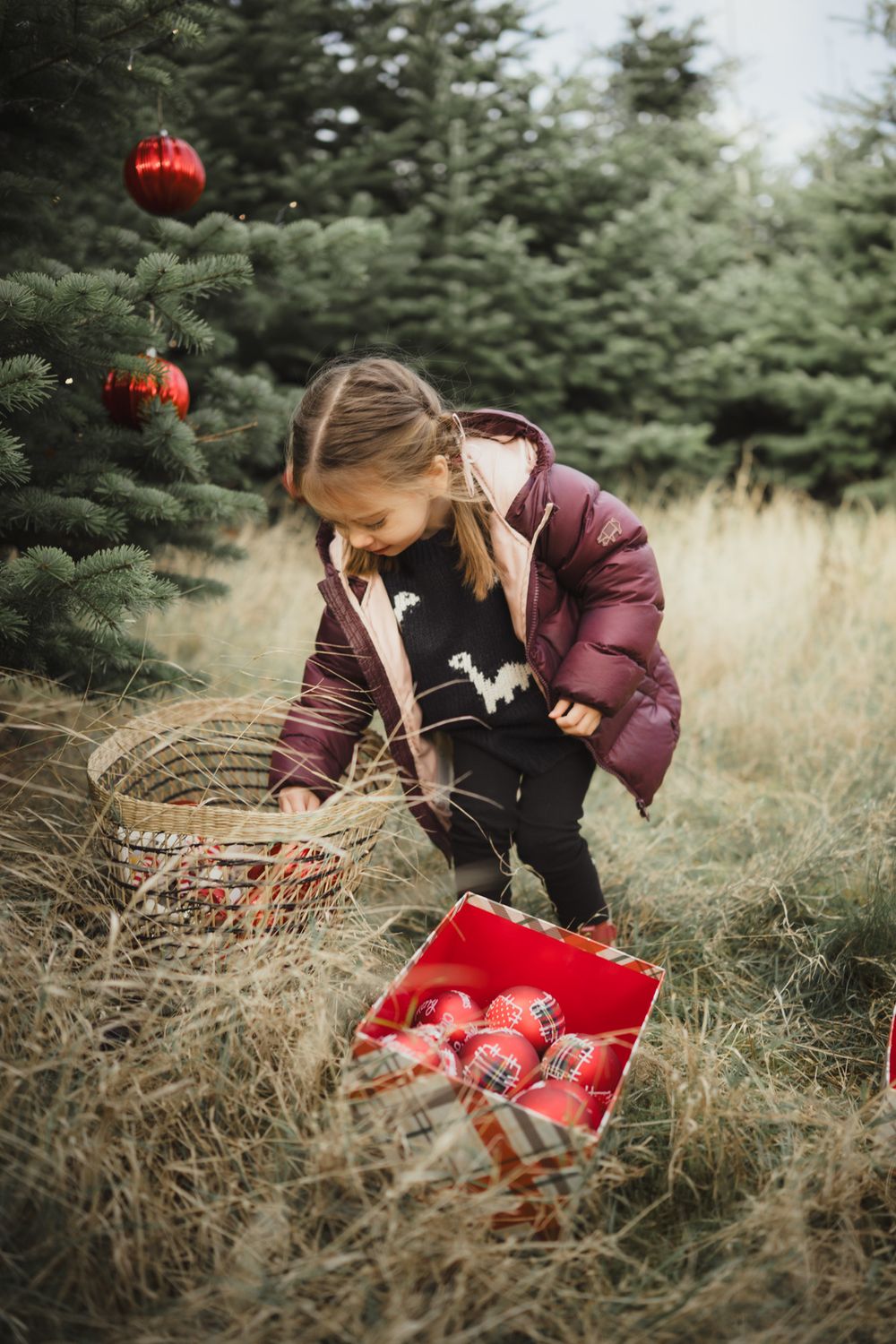 Person in burgundy jacket arranges red Christmas ornaments in a rustic basket among tall grass and evergreen trees.