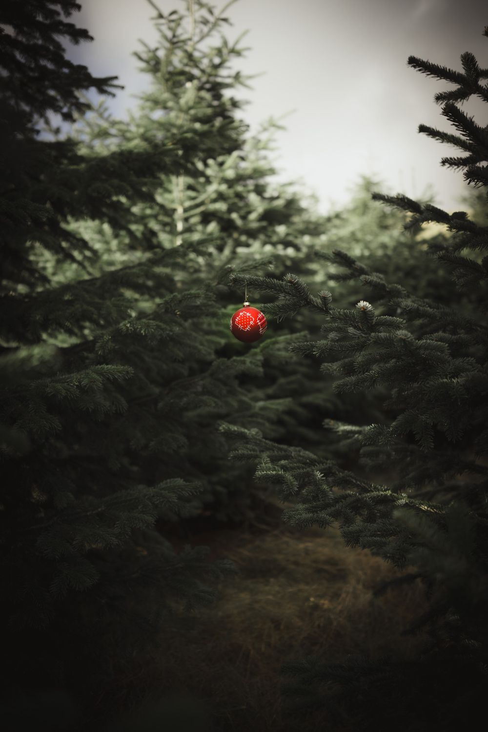 A bright red Christmas ornament hangs alone against dark evergreen branches in a moody winter scene.