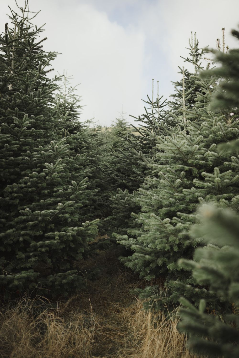 Rows of tall evergreen Christmas trees growing in a tree farm with brown dried grass at their base.