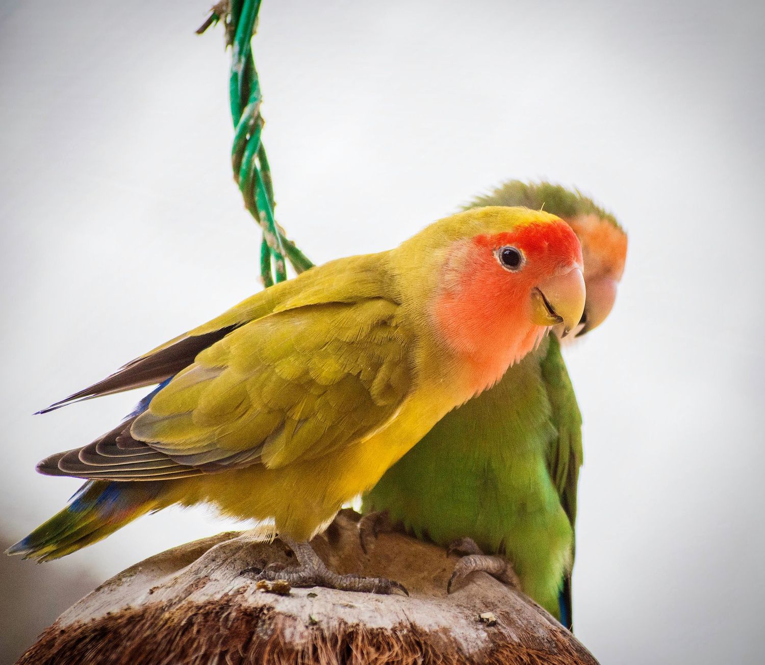 Animal Prints Available @PhotosByJennRoberts