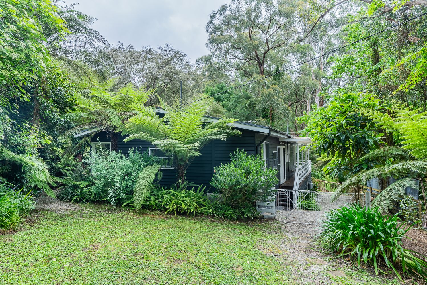 Rustic black timber cottage nestled amongst dense tropical ferns and lush rainforest garden.