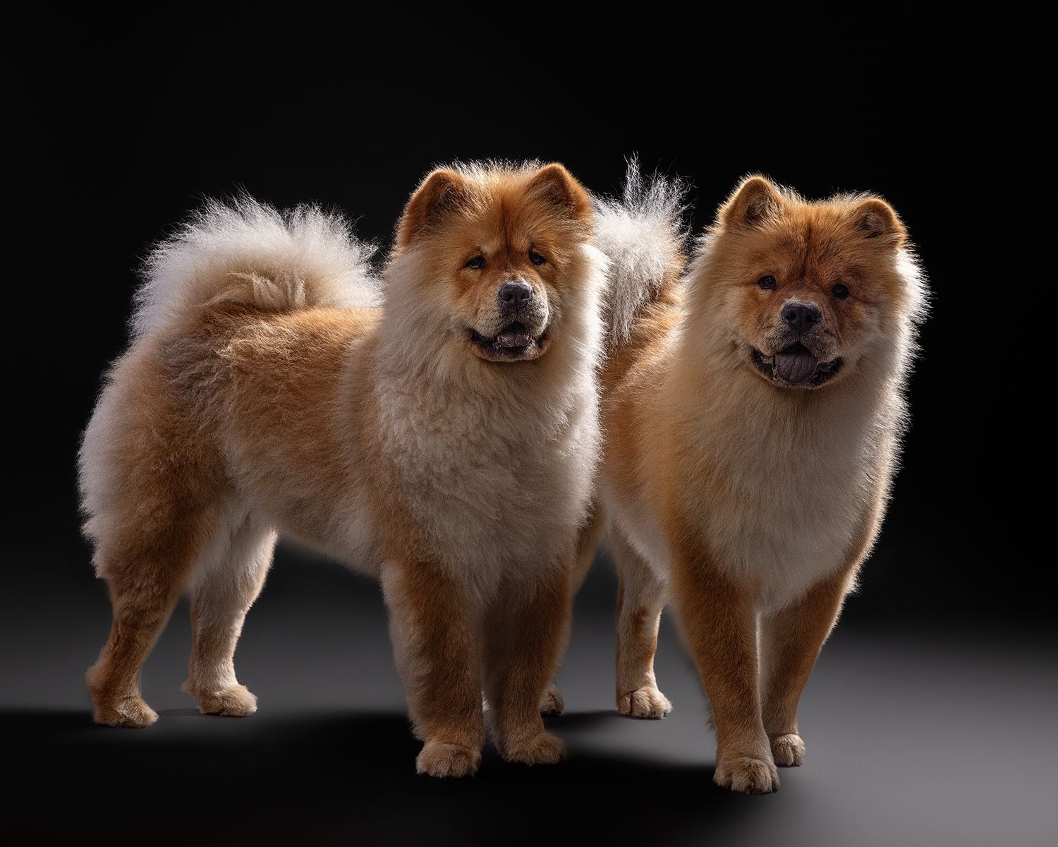 Two fluffy Chow Chow dogs with golden-red fur posing together against a dark studio background at Fetching Fido Fotography studio in austin.