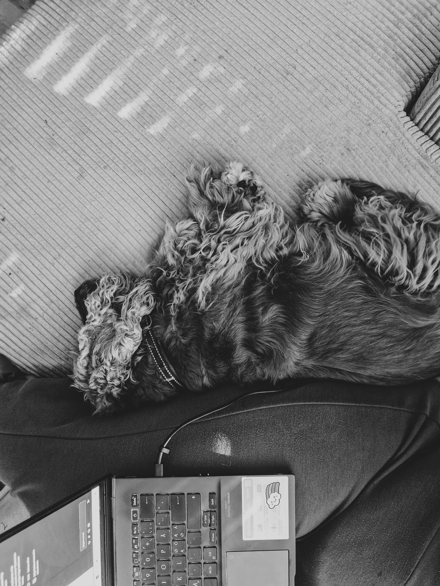 A small black and white dog lies curled up on a dark surface next to what appears to be a keyboard or electronic device.