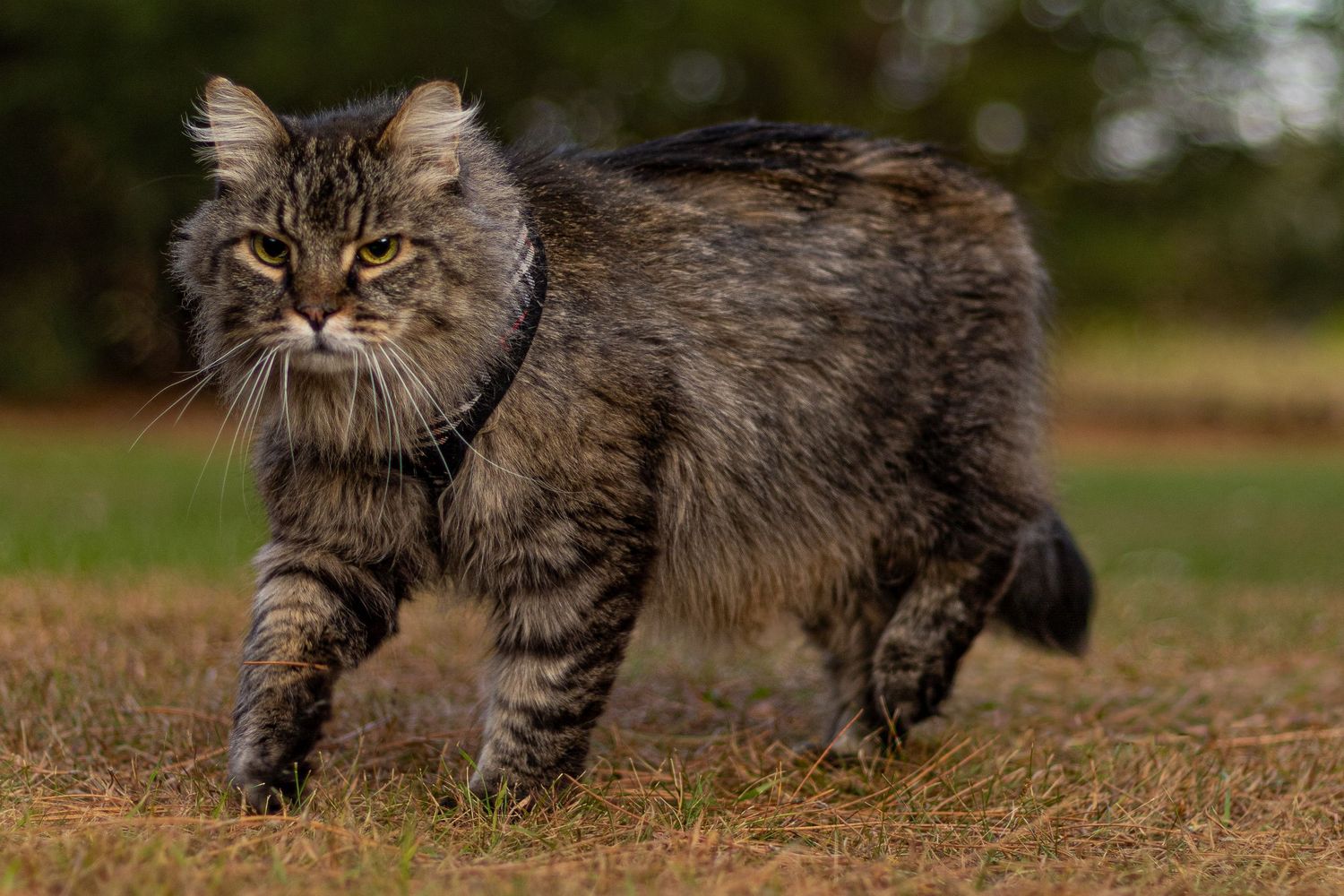 Fluffy dark tabby cat walking through dry grass, wearing a collar, with a focused expression.
