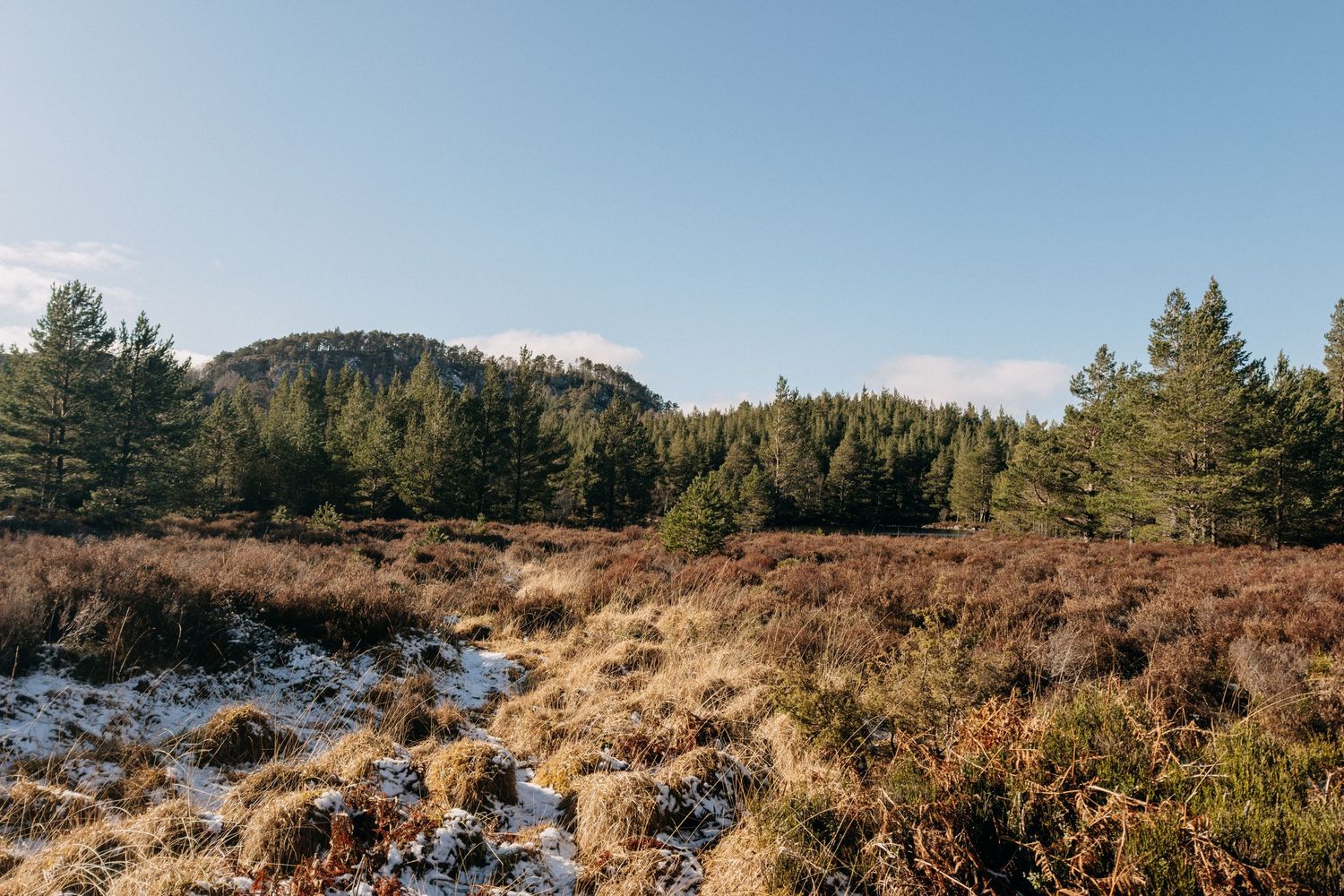 Sunlight filters through tall pine trees in a dense forest creating dramatic shadows on the forest floor.