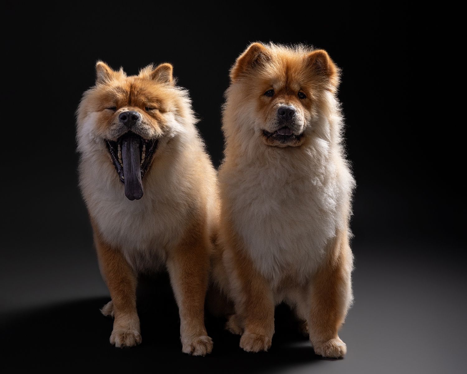 Two fluffy Chow Chow dogs posing against dark background, one yawning widely, showcasing their thick golden-red fur coats.