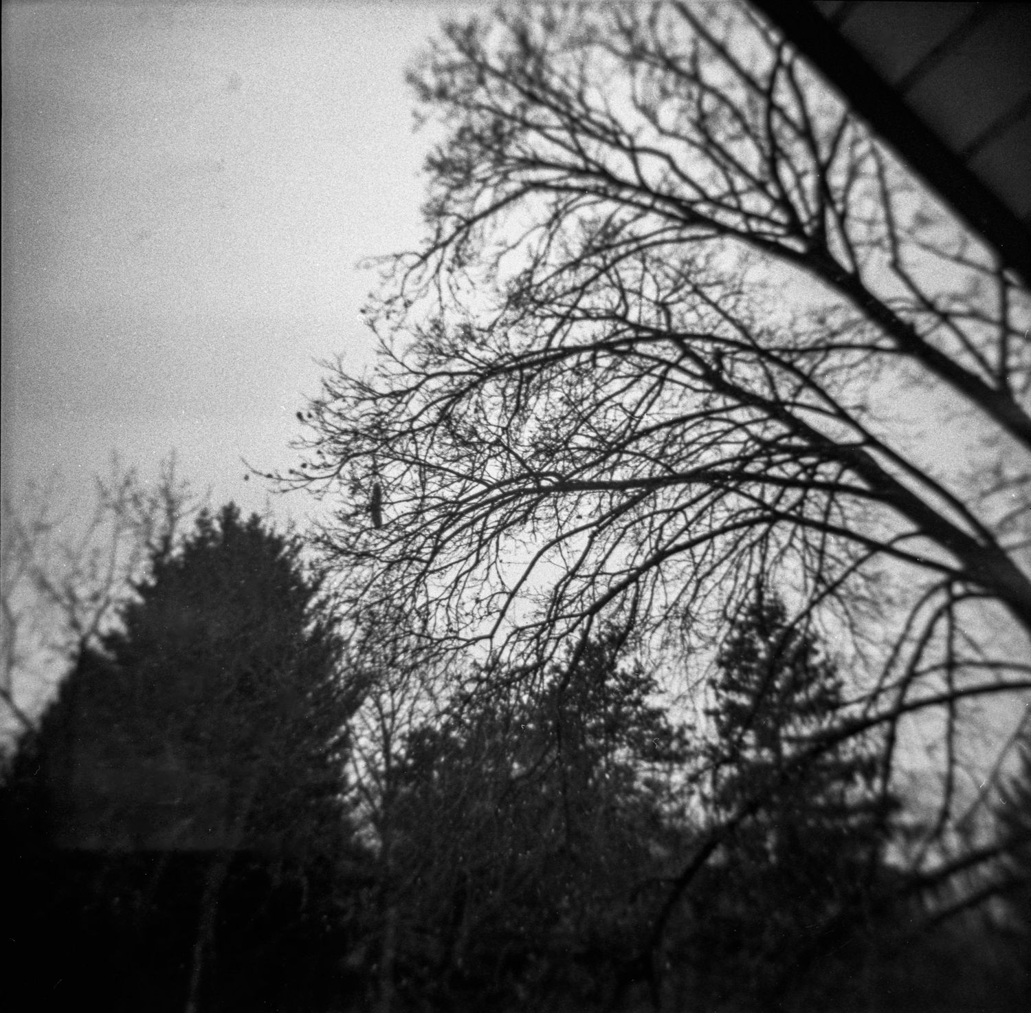 Silhouetted bare tree branches create a dramatic pattern against a moody black and white winter sky.