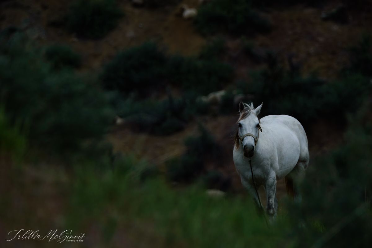 A beautiful white horse stands in a lush green field with a dark background, showcasing its majestic profile.