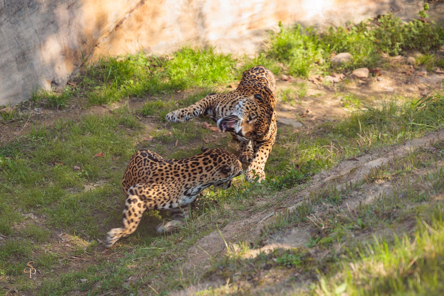 Two leopards interact on a grassy slope in a natural outdoor setting with sunlit patches and shadows.