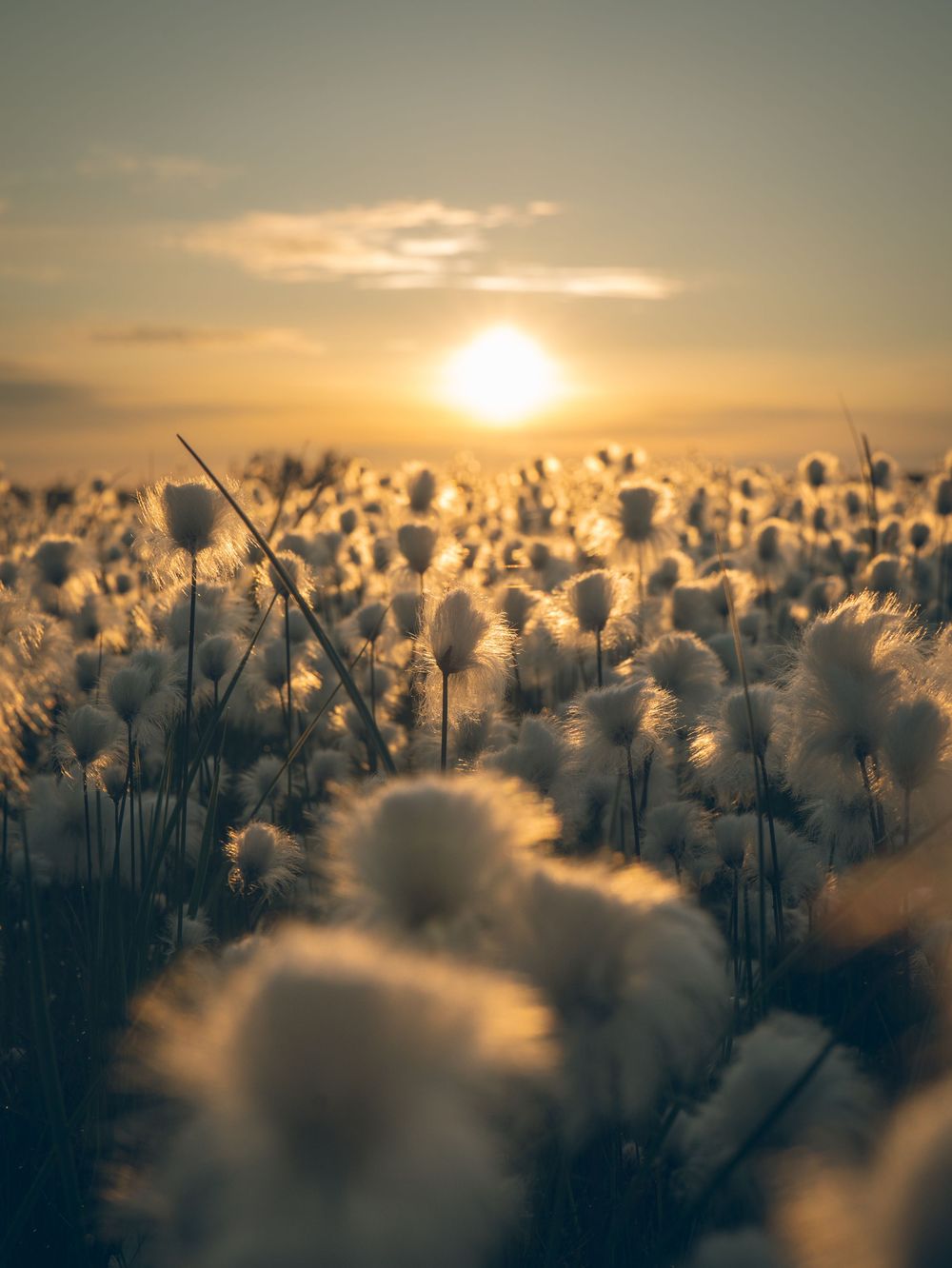 Retkeilyvalokuvaajat Luntoseikkailut kuvaamassa tupasvillaa auringonlaskussa.