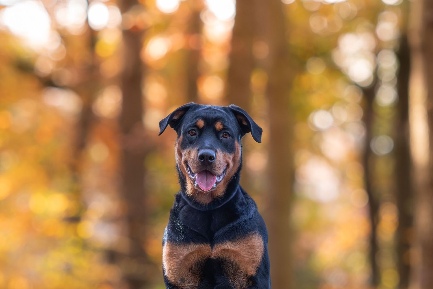 Rottweiler dog portrait with autumn foliage in background during sunset in Sheffield South Yorkshire