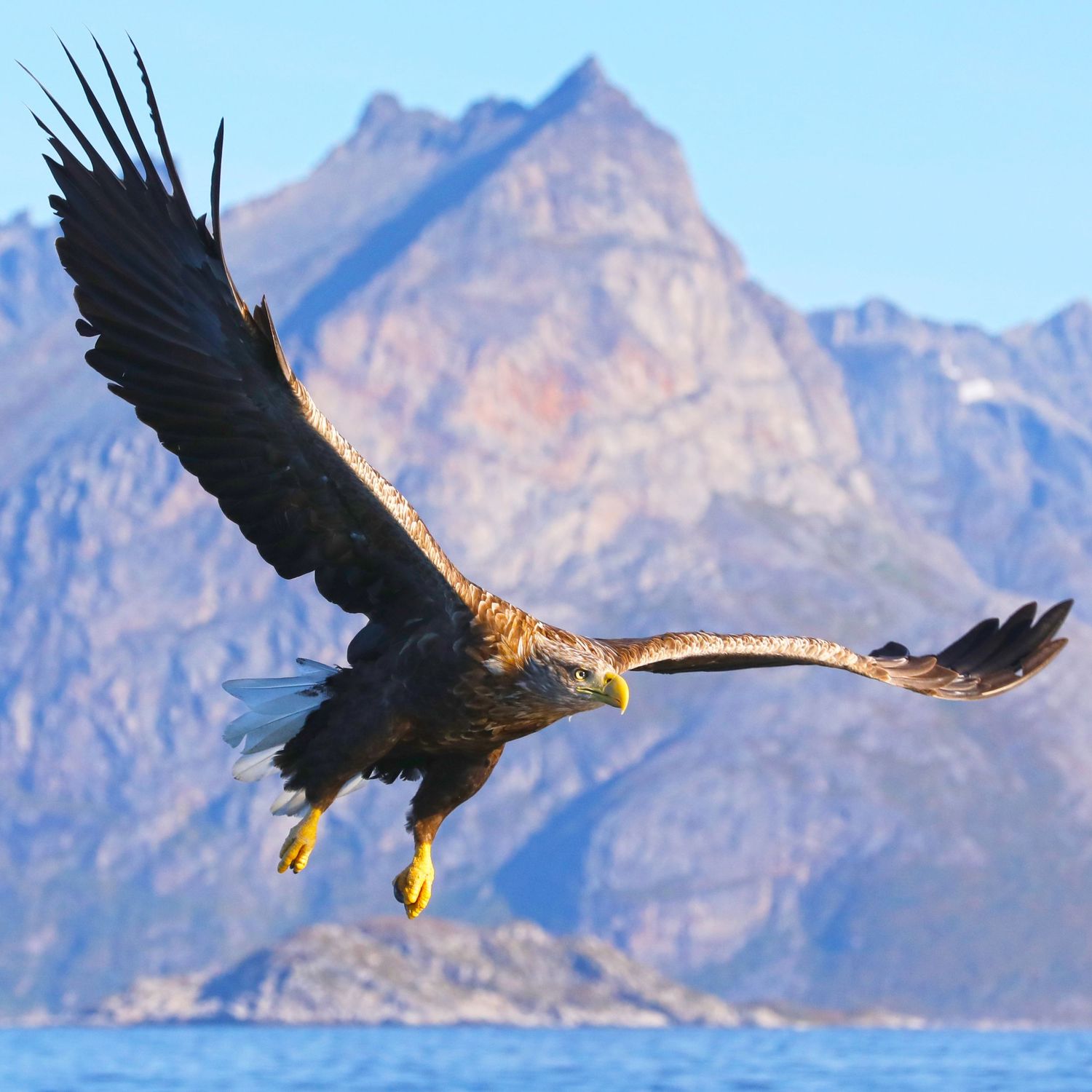 aigle à kvaloya dans les fjords autour de tromso