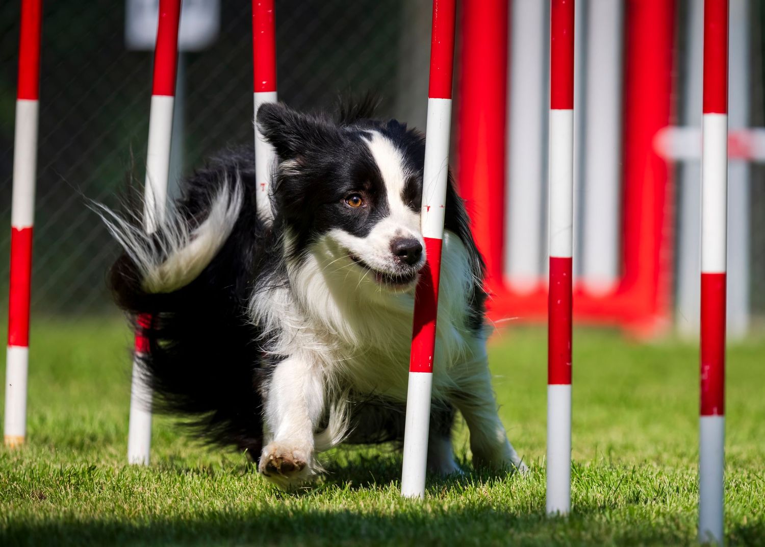 Border Collie dog weaving through red and white agility poles during a competitive dog sport event.