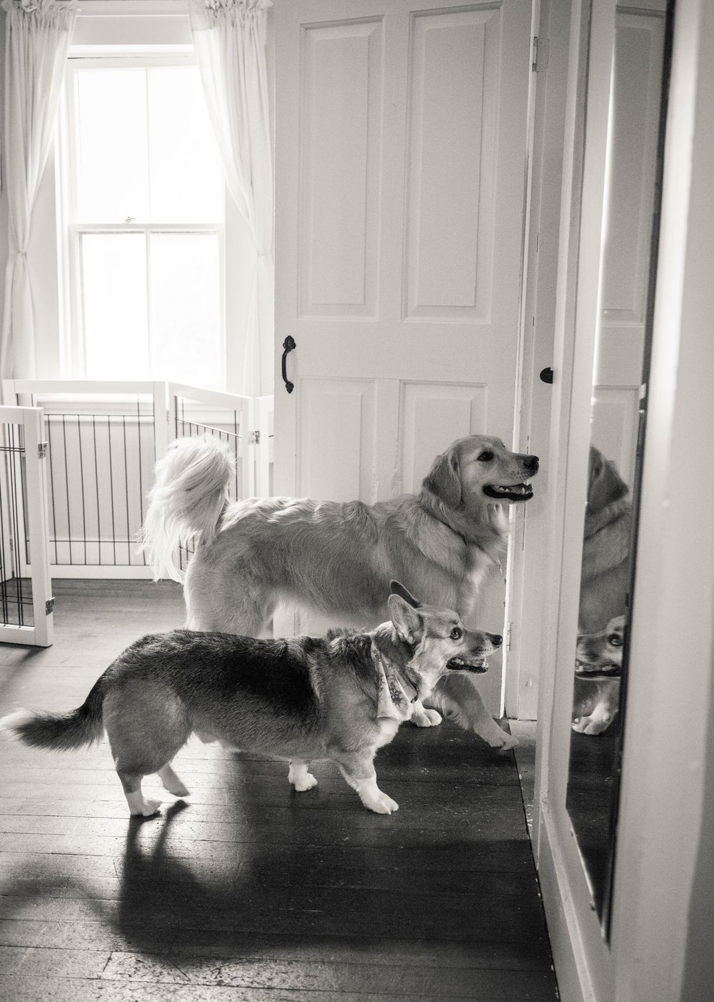 Two dogs stand expectantly in a bright white room with hardwood floors and natural window light.