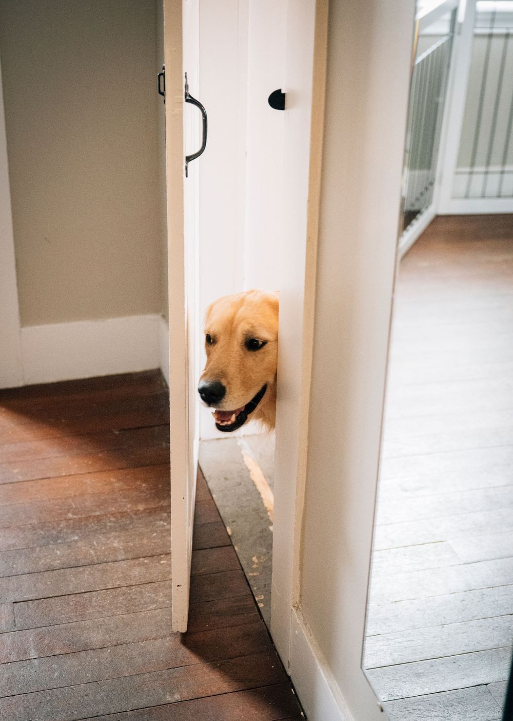 Golden retriever dog playfully peeks through doorways in sequence of photos showing its nose and face.