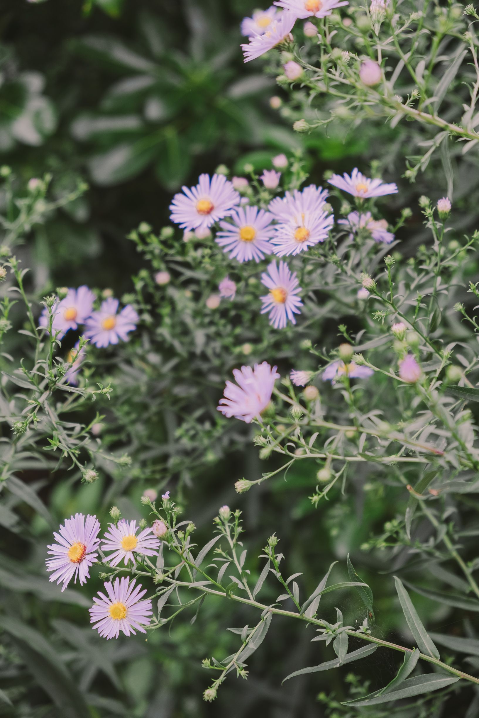 Delicate purple aster flowers bloom among green foliage in a soft, natural garden setting.