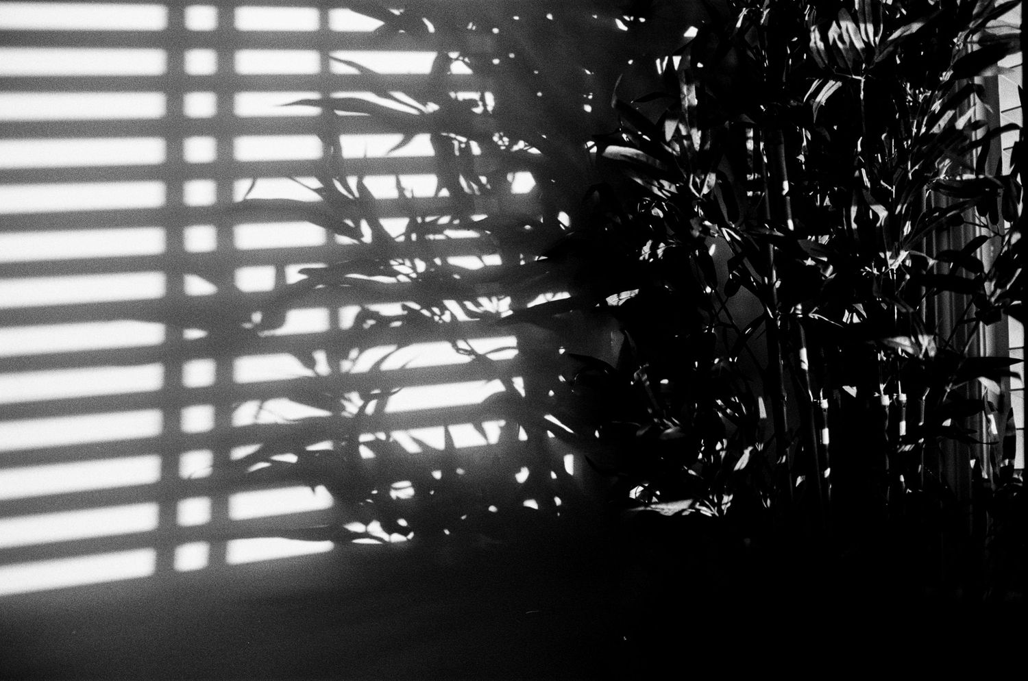 Light streams through horizontal blinds casting dramatic shadows on a wall with plant silhouettes in black and white.