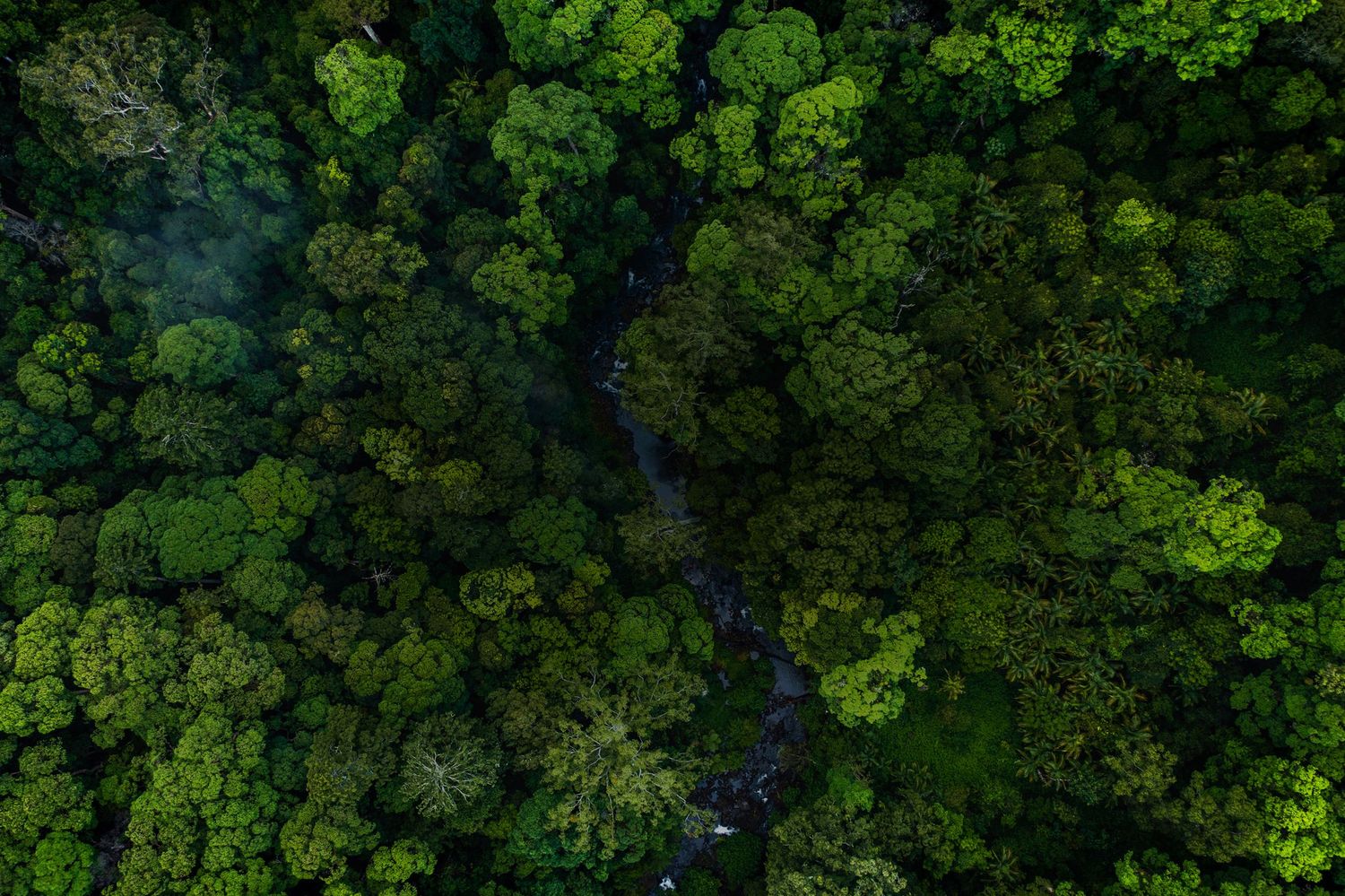 Aerial view of a winding river cutting through lush green forest canopy from above.