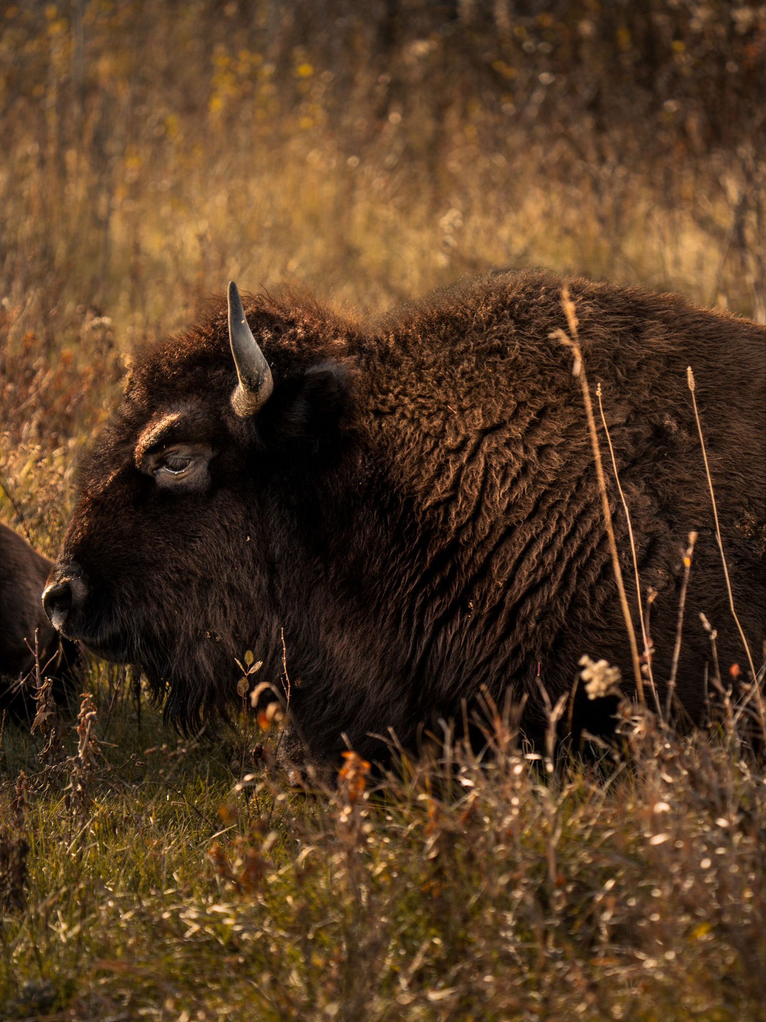 Side profile of bison moving through tall grass with dried plants in the foreground.