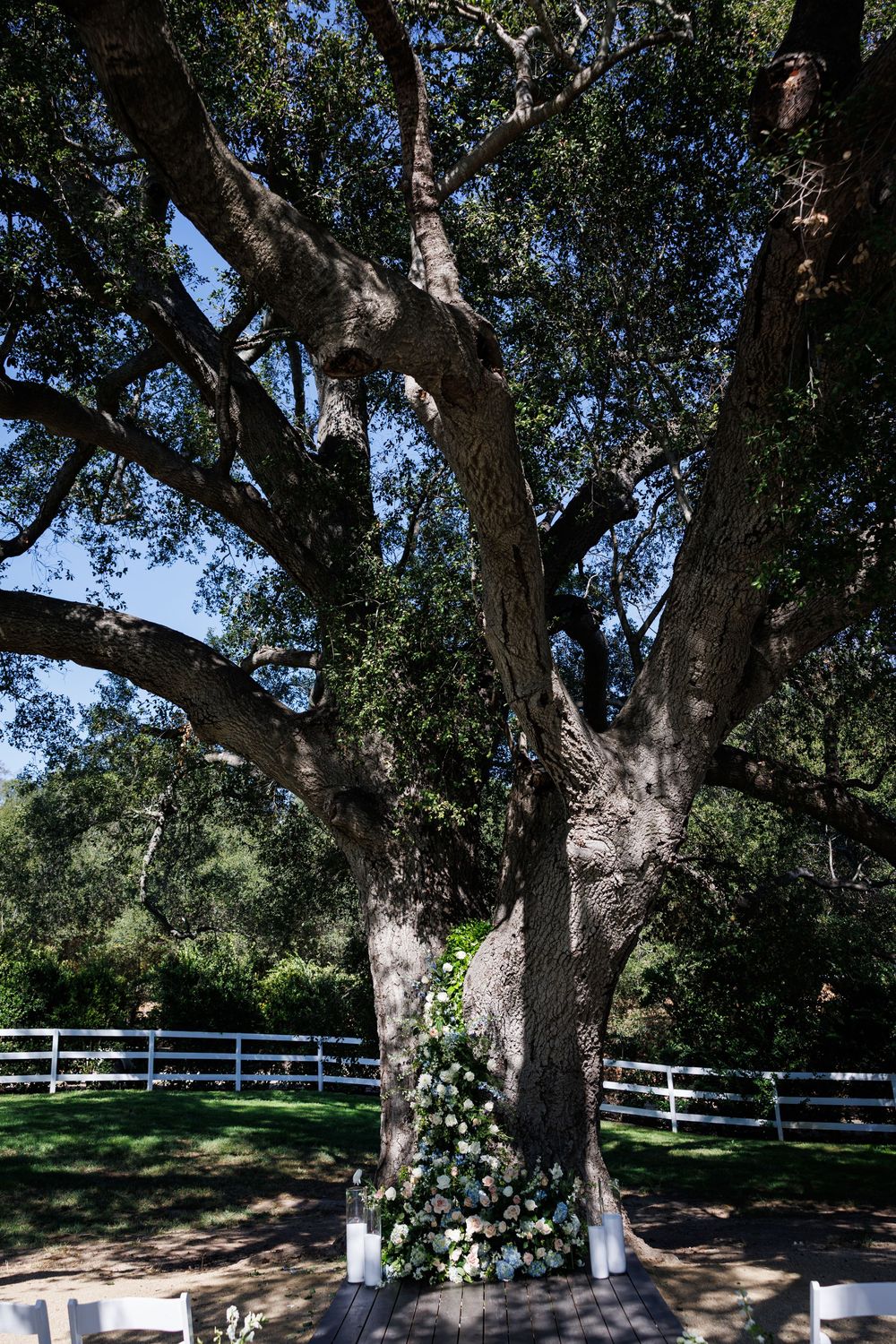 Majestic oak trees line a white fence along a scenic outdoor venue path.