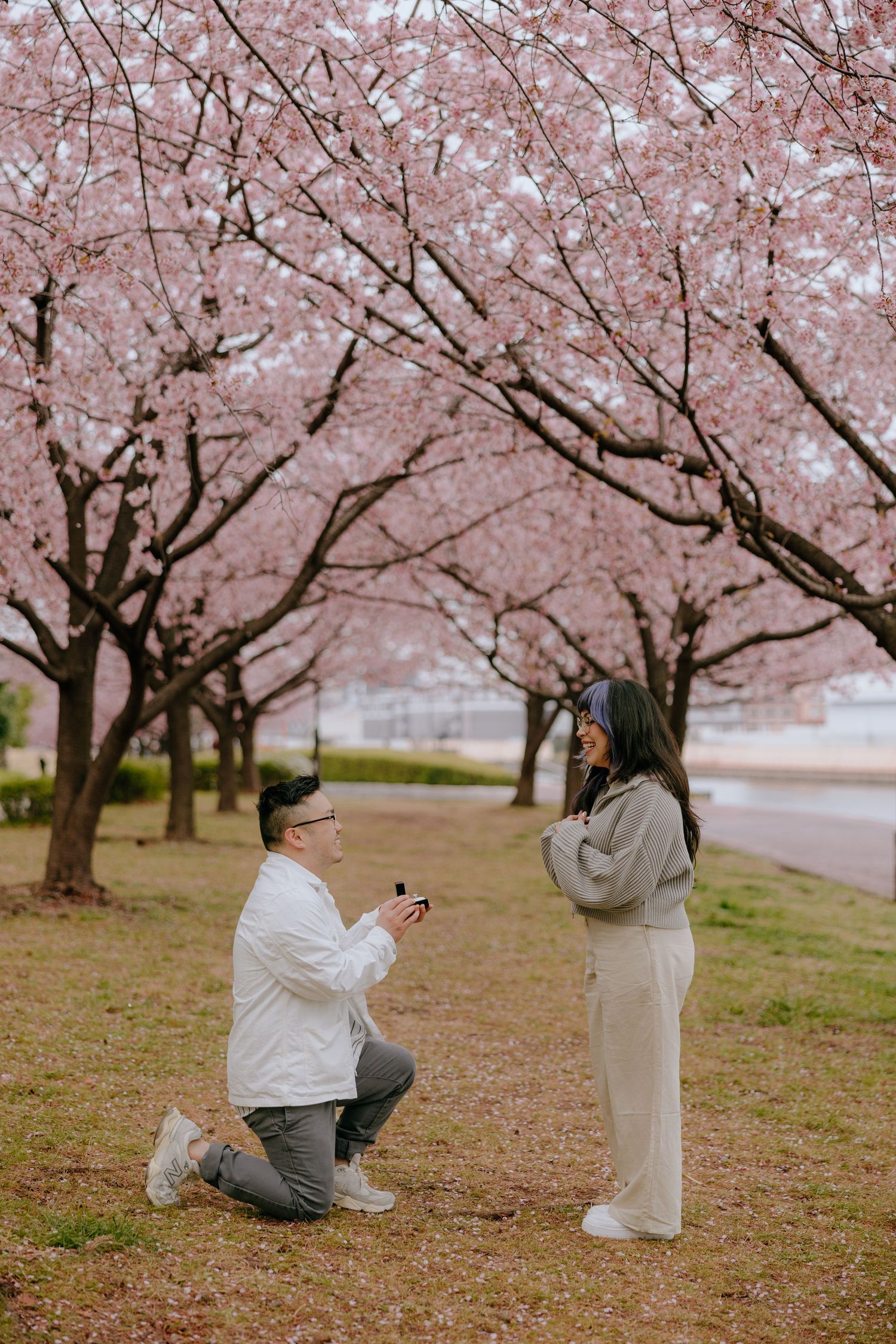 Proposal beneath blooming pink cherry blossom trees in a romantic springtime scene at Shioiri park Tokyo