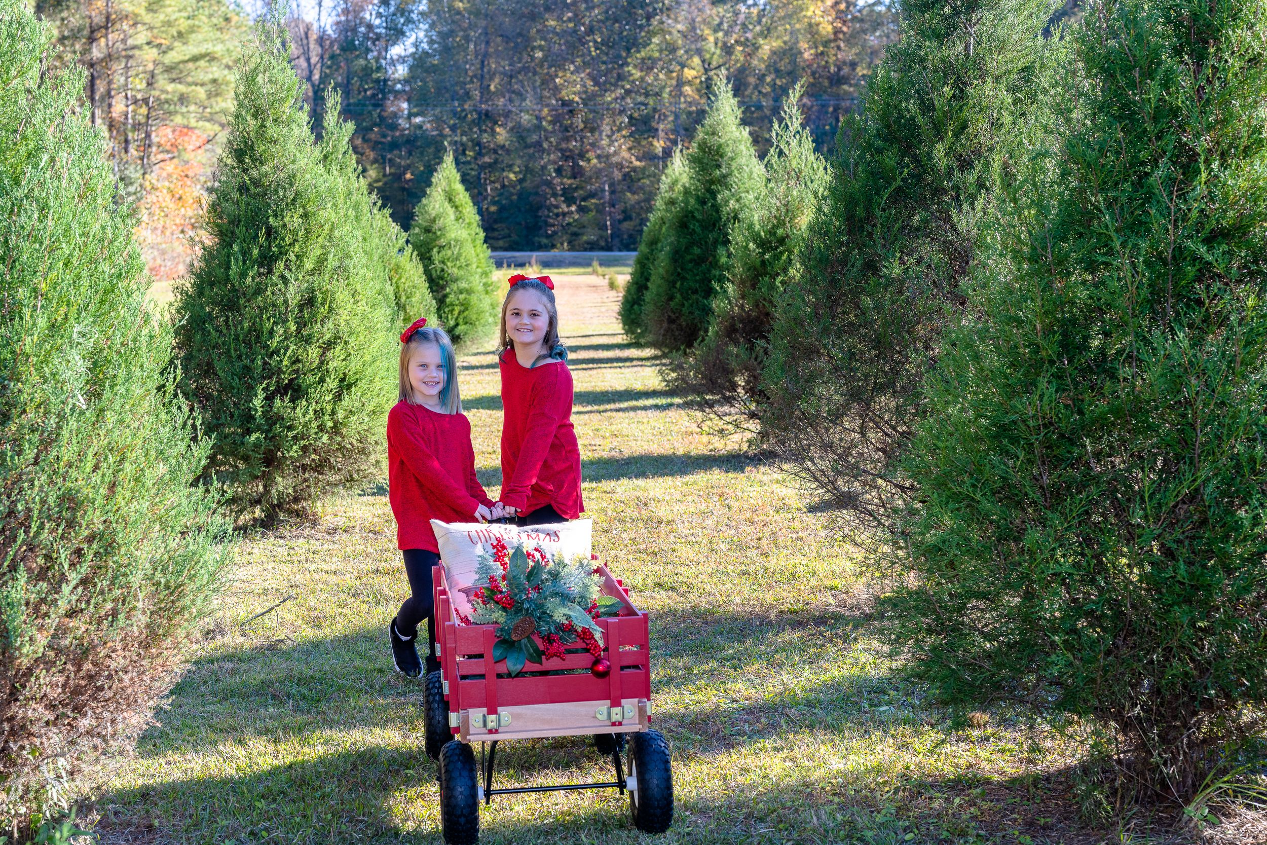 Red-clad figures walk down a path between evergreen trees pulling a wagon at a Christmas tree farm.