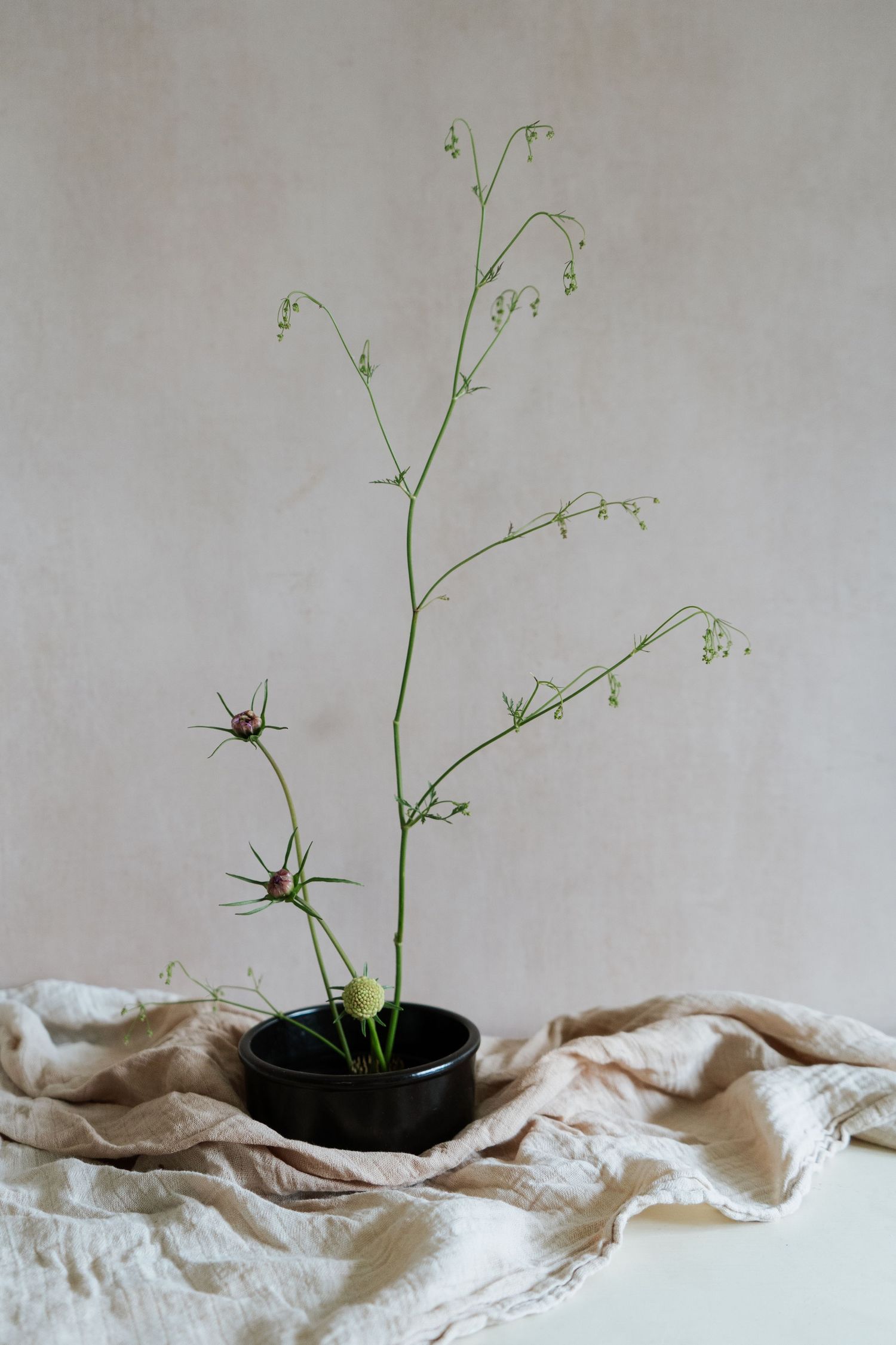 Simple, modern product photo. Delicate green plant stems arranged on light fabric against neutral background.