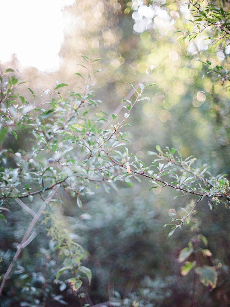 Sunlit green blackthorn branches with small leaves glow softly in a dreamy, bokeh-filled garden setting.