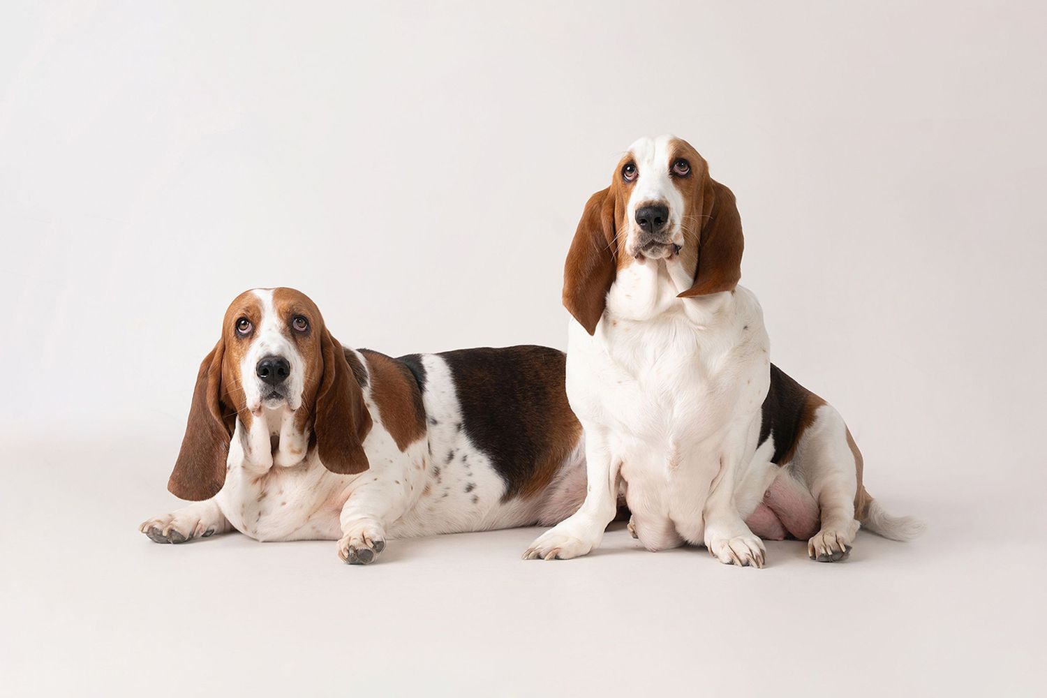 Three brown and white Basset Hound dogs lying in a row on a white background looking towards the camera.