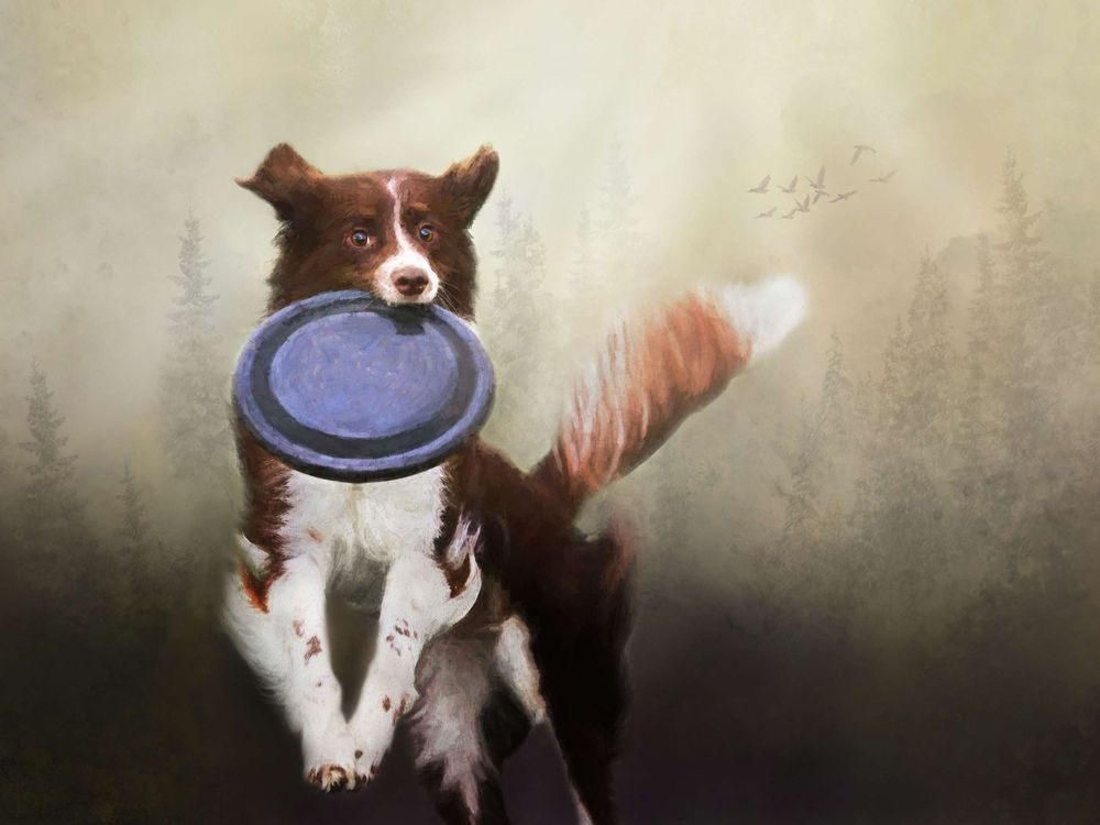 Border collie holding a purple frisbee in its mouth against a muted background.