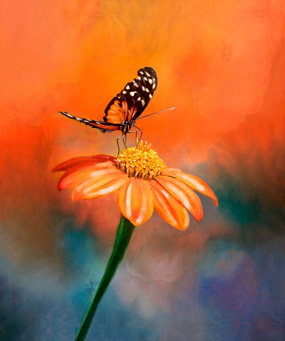 Black and white butterfly perched on an orange flower against a vibrant orange background.