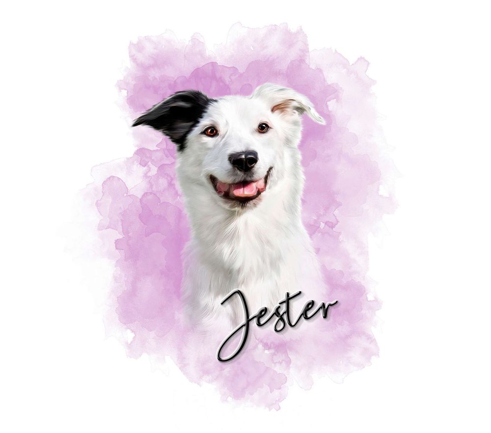 Portrait of a black and white dog with a joyful expression against a purple watercolor background.