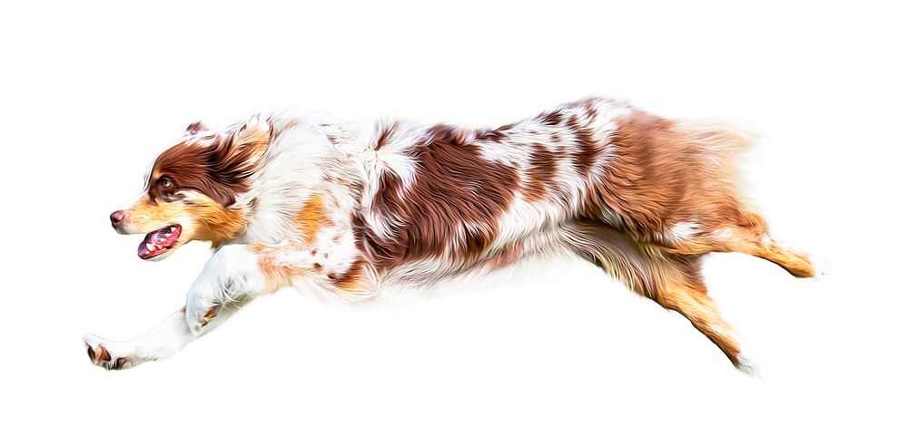 Australian shepherd dog lying down with reddish-brown and white fur coat against white background.