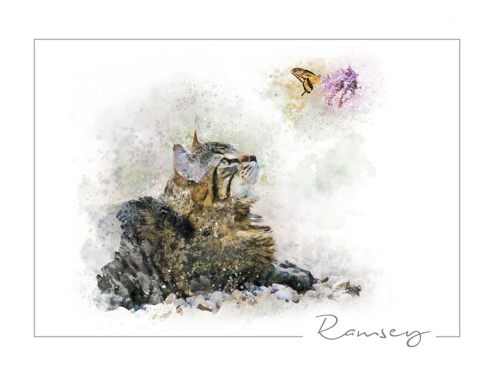 Watercolor painting of a Maine Coon cat watching butterfly float onto branch end.