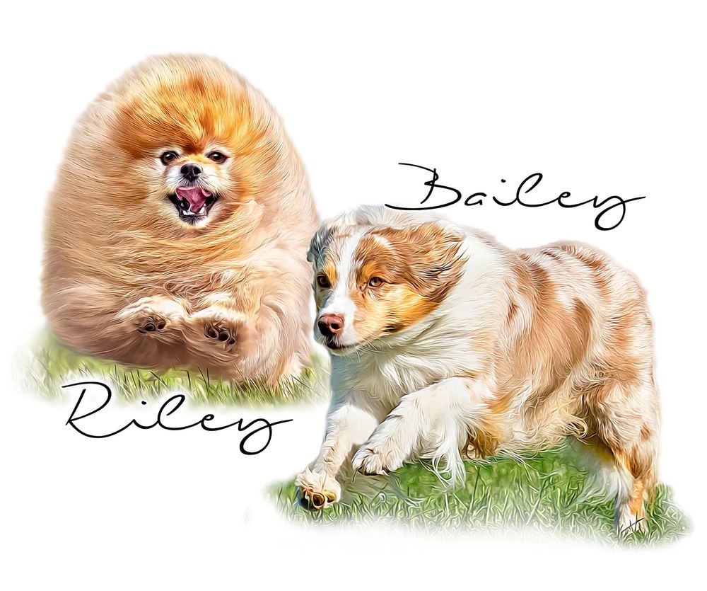 Two fluffy dogs, a happy Pomeranian and an Australian Shepherd puppy, sitting and playing on green grass with their names.