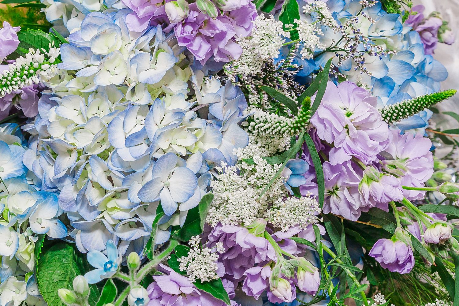 Delicate blue and purple hydrangea blooms with soft petals nestled among green foliage in a garden setting.