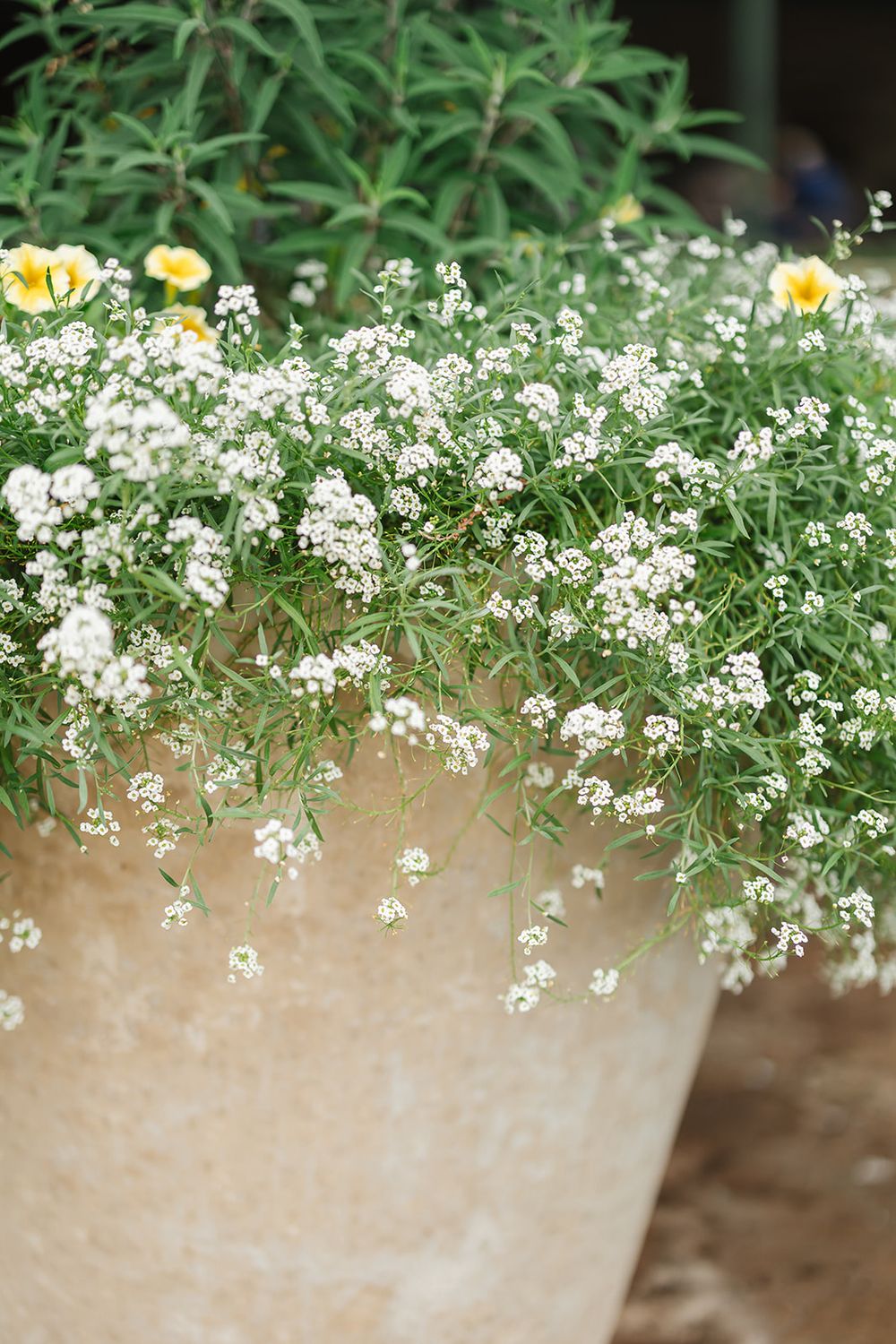 Delicate white lobelia flowers cascading over a terracotta pot with yellow blooms and greenery in the background.