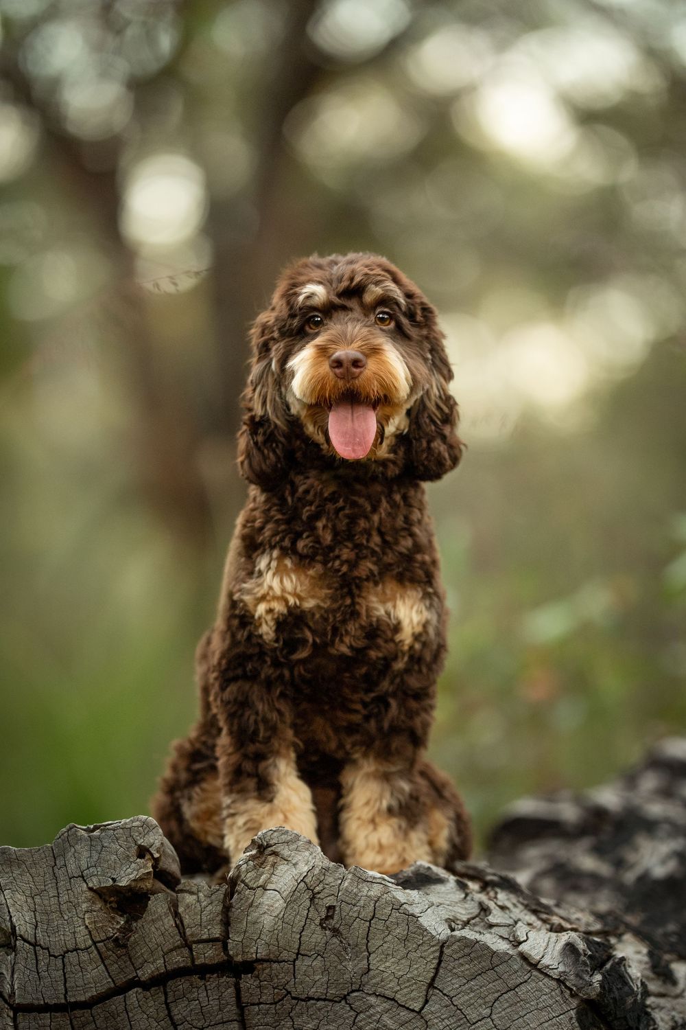 Happy chocolate brown cockapoo puppy sitting on wooden log with blurred forest background.