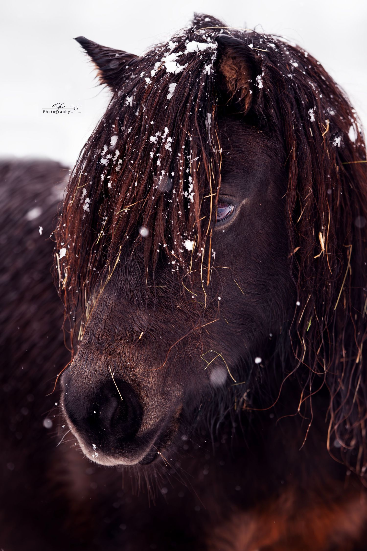 Paardenfotografie in de sneeuw. Paardenfotograaf heeft fotoshoot met paard in de sneeuw in Gelderland