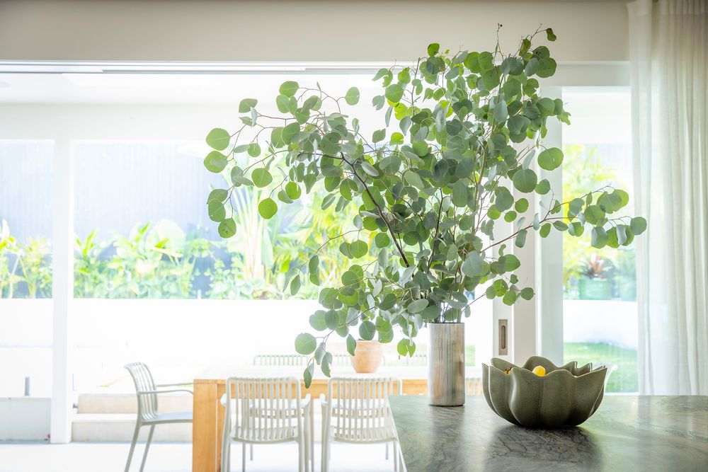 green leaves on kitchen counter - Seaforth