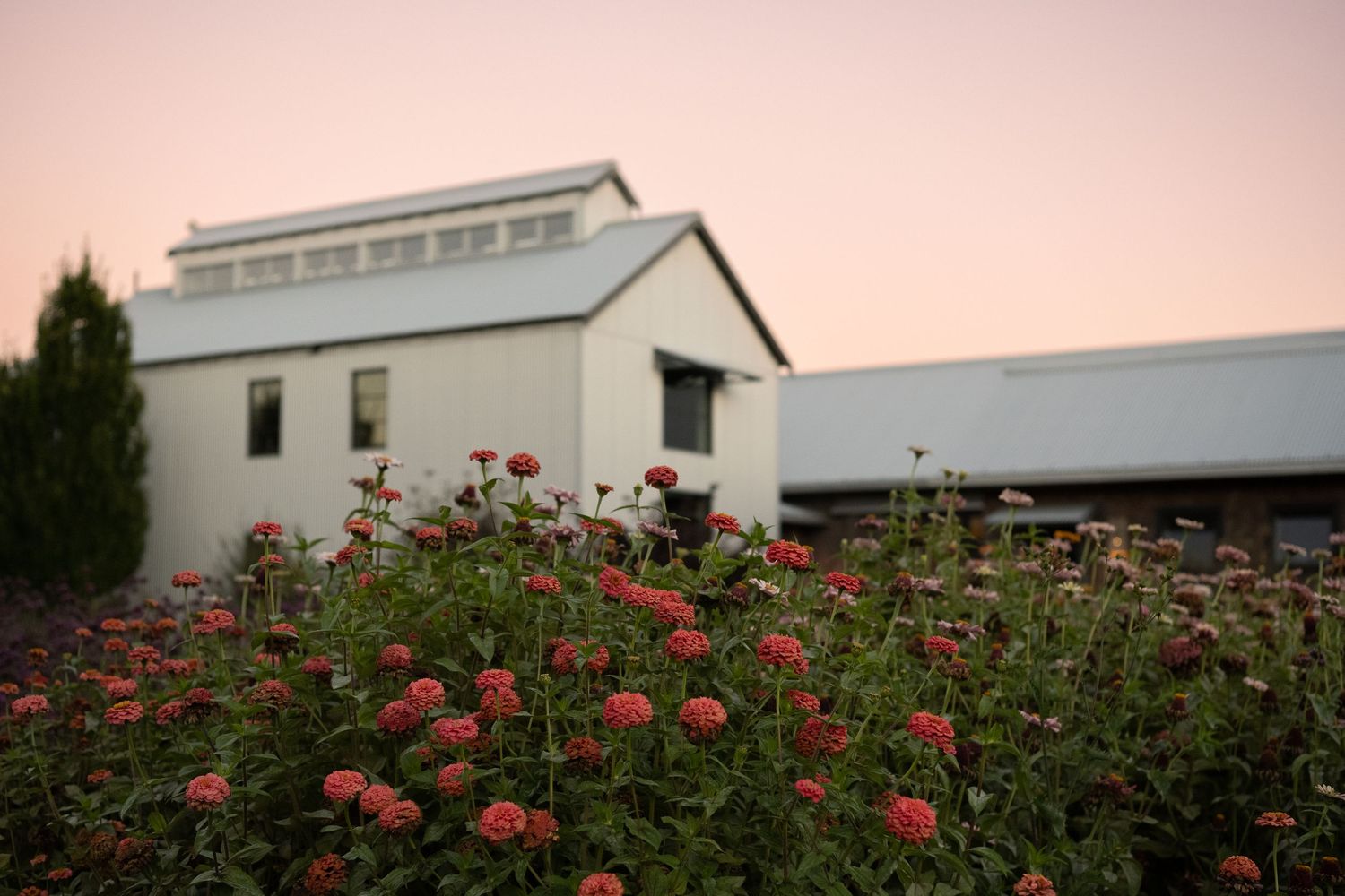 White farmhouse with pink flowers blooming in garden during sunset.
