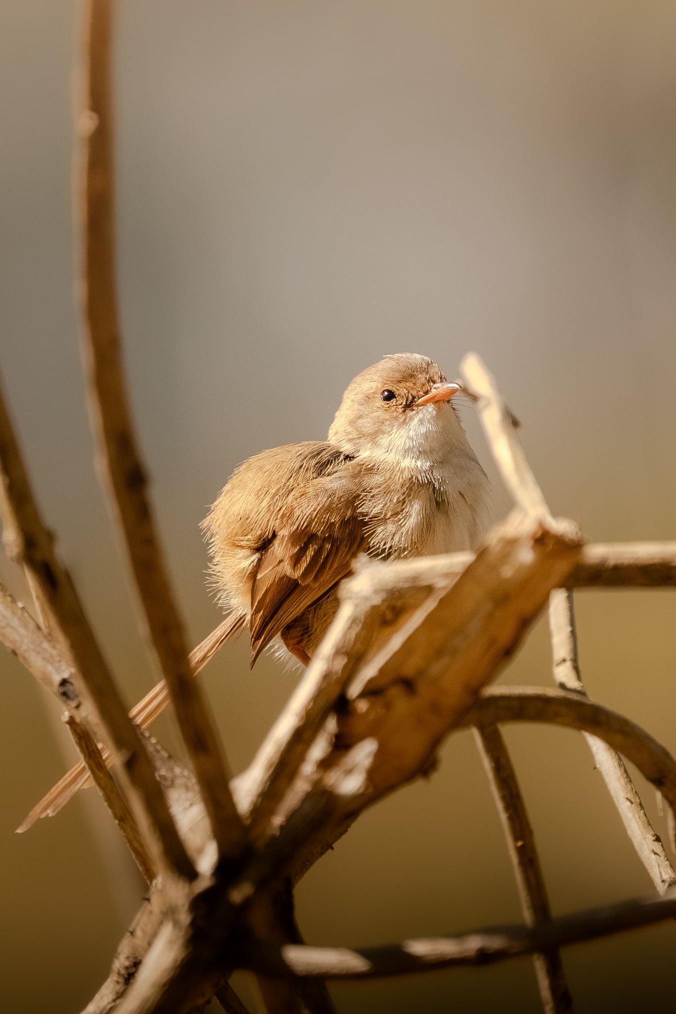 Close-up of a small brown sparrow perched on a bare branch in soft natural lighting.