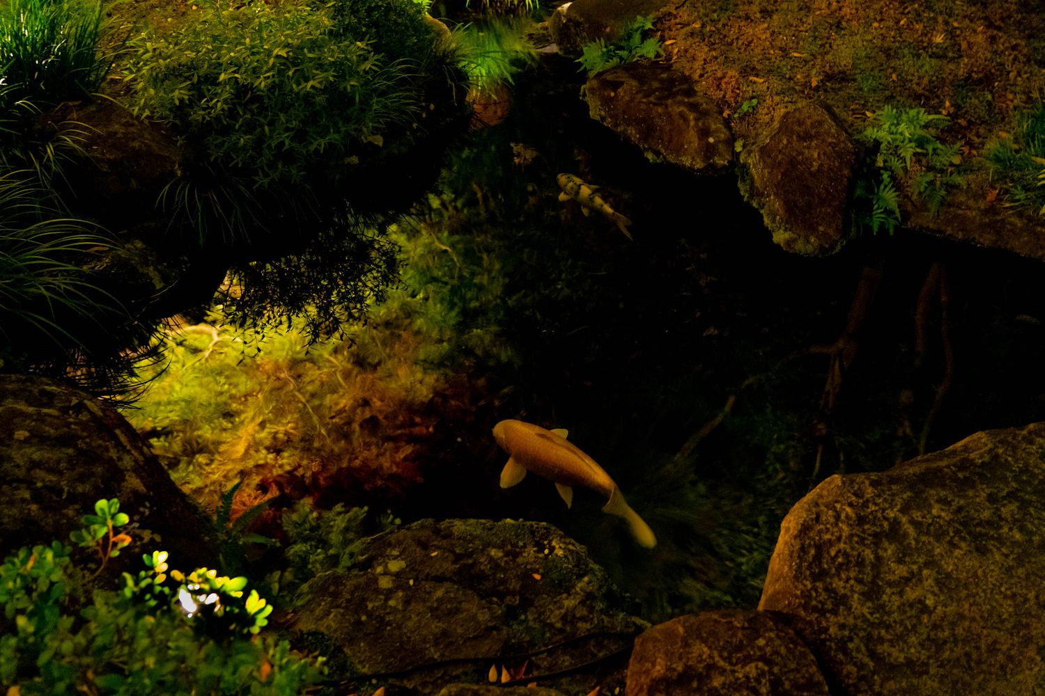 A koi fish swims through dark water surrounded by illuminated moss and rocks in a tranquil garden pond.